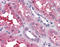 S1P3 antibody, TA340836, Origene, Immunohistochemistry frozen image 