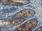 F-Box Protein 42 antibody, LS-C175187, Lifespan Biosciences, Immunohistochemistry frozen image 