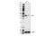 Stomatin Like 2 antibody, 73956S, Cell Signaling Technology, Western Blot image 