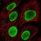Heparin Binding Growth Factor antibody, NBP2-38701, Novus Biologicals, Immunofluorescence image 