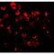 C-X-C Motif Chemokine Receptor 3 antibody, LS-B10183, Lifespan Biosciences, Immunofluorescence image 