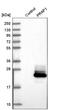 Proline-rich acidic protein 1 antibody, HPA038713, Atlas Antibodies, Western Blot image 
