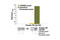 YBX1 antibody, 7249S, Cell Signaling Technology, Enzyme Linked Immunosorbent Assay image 