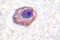 Myosin RLC antibody, LS-C176427, Lifespan Biosciences, Immunohistochemistry frozen image 