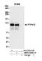 Protein Tyrosine Phosphatase Non-Receptor Type 12 antibody, NBP2-76395, Novus Biologicals, Immunoprecipitation image 