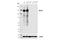 BTB Domain And CNC Homolog 2 antibody, 80775S, Cell Signaling Technology, Western Blot image 