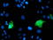 Low Density Lipoprotein Receptor Adaptor Protein 1 antibody, LS-C173475, Lifespan Biosciences, Immunofluorescence image 