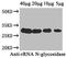 Ribosome-inactivating protein cucurmosin antibody, A64222-100, Epigentek, Western Blot image 
