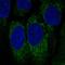 Natural Cytotoxicity Triggering Receptor 1 antibody, HPA049311, Atlas Antibodies, Immunocytochemistry image 