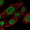 Cysteine antibody, NBP2-56486, Novus Biologicals, Immunofluorescence image 