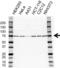 Heat Shock Protein Family A (Hsp70) Member 8 antibody, VPA00276, Bio-Rad (formerly AbD Serotec) , Western Blot image 