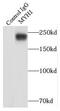 Myosin Heavy Chain 1 antibody, FNab05470, FineTest, Immunoprecipitation image 