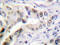 M6PR antibody, AP20306PU-N, Origene, Immunohistochemistry frozen image 