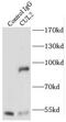 CUL-2 antibody, FNab02074, FineTest, Immunoprecipitation image 