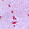 Cell Division Cycle 40 antibody, LS-C353436, Lifespan Biosciences, Immunohistochemistry paraffin image 