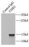 CDGSH Iron Sulfur Domain 2 antibody, FNab01718, FineTest, Immunoprecipitation image 