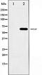 Yes Associated Protein 1 antibody, orb99438, Biorbyt, Western Blot image 