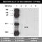 Cytochrome P450 Family 3 Subfamily A Member 7 antibody, TA353136L, Origene, Western Blot image 