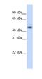 Negative Elongation Factor Complex Member E antibody, orb324857, Biorbyt, Western Blot image 