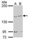 Elongator Complex Protein 1 antibody, PA5-29112, Invitrogen Antibodies, Western Blot image 