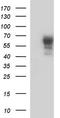 Nucleosome Assembly Protein 1 Like 3 antibody, TA590626, Origene, Western Blot image 