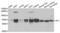 p68 antibody, abx004826, Abbexa, Western Blot image 