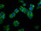 Solute Carrier Family 22 Member 25 antibody, CSB-PA740875LA01HU, Cusabio, Immunofluorescence image 