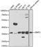 18S rRNA dimethylase antibody, A7589, ABclonal Technology, Western Blot image 
