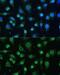 Heterogeneous Nuclear Ribonucleoprotein A0 antibody, GTX32659, GeneTex, Immunofluorescence image 