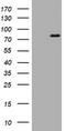 DNA Polymerase Iota antibody, TA801486BM, Origene, Western Blot image 