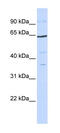 Transcription Factor 7 Like 1 antibody, 25-004, ProSci, Western Blot image 
