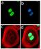 Fatty Acid Binding Protein 4 antibody, 701158, Invitrogen Antibodies, Immunofluorescence image 