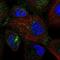 SEC24 Homolog D, COPII Coat Complex Component antibody, NBP2-55382, Novus Biologicals, Immunofluorescence image 