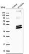 Prostaglandin E2 receptor EP3 subtype antibody, HPA010689, Atlas Antibodies, Western Blot image 