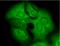 Potassium Voltage-Gated Channel Subfamily C Member 4 antibody, orb67423, Biorbyt, Immunocytochemistry image 