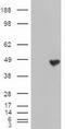 Carboxypeptidase A1 antibody, CF500053, Origene, Western Blot image 