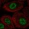 DAZ Associated Protein 2 antibody, HPA045940, Atlas Antibodies, Immunofluorescence image 