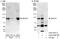 BTB Domain And CNC Homolog 1 antibody, A303-058A, Bethyl Labs, Immunoprecipitation image 