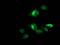 Ankyrin Repeat Domain 53 antibody, LS-C337302, Lifespan Biosciences, Immunofluorescence image 