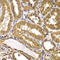 Presenilin 2 antibody, 23-128, ProSci, Immunohistochemistry frozen image 