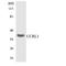 Atypical Chemokine Receptor 4 antibody, LS-C291762, Lifespan Biosciences, Western Blot image 