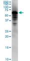 NADPH-dependent diflavin oxidoreductase 1 antibody, H00027158-M02, Novus Biologicals, Western Blot image 