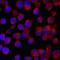 Angiopoietin Like 6 antibody, MA5-24370, Invitrogen Antibodies, Immunocytochemistry image 
