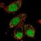 XPA Binding Protein 2 antibody, NBP2-58367, Novus Biologicals, Immunofluorescence image 