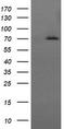 Heat Shock Protein Family A (Hsp70) Member 8 antibody, CF505966, Origene, Western Blot image 