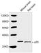 Cyclin Dependent Kinase 5 Regulatory Subunit 1 antibody, LS-C203151, Lifespan Biosciences, Western Blot image 