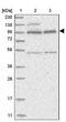 Zinc Finger Protein 341 antibody, PA5-55122, Invitrogen Antibodies, Western Blot image 