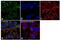 Oxoglutarate Dehydrogenase antibody, PA5-28195, Invitrogen Antibodies, Immunofluorescence image 