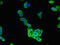 Chloride Voltage-Gated Channel 2 antibody, LS-C396372, Lifespan Biosciences, Immunofluorescence image 