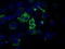 3-Hydroxyisobutyryl-CoA Hydrolase antibody, LS-B9997, Lifespan Biosciences, Immunofluorescence image 